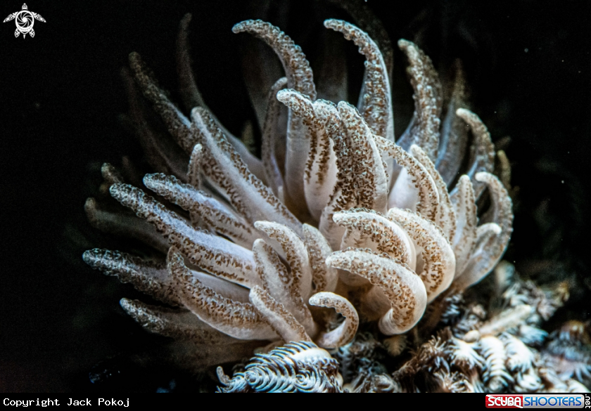 A Phyllodesmium lembehense