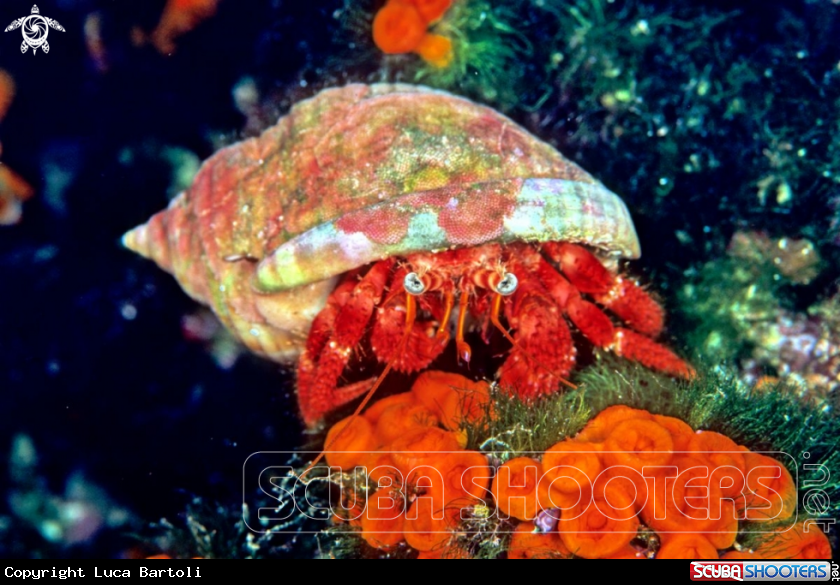 A Hermit Crab