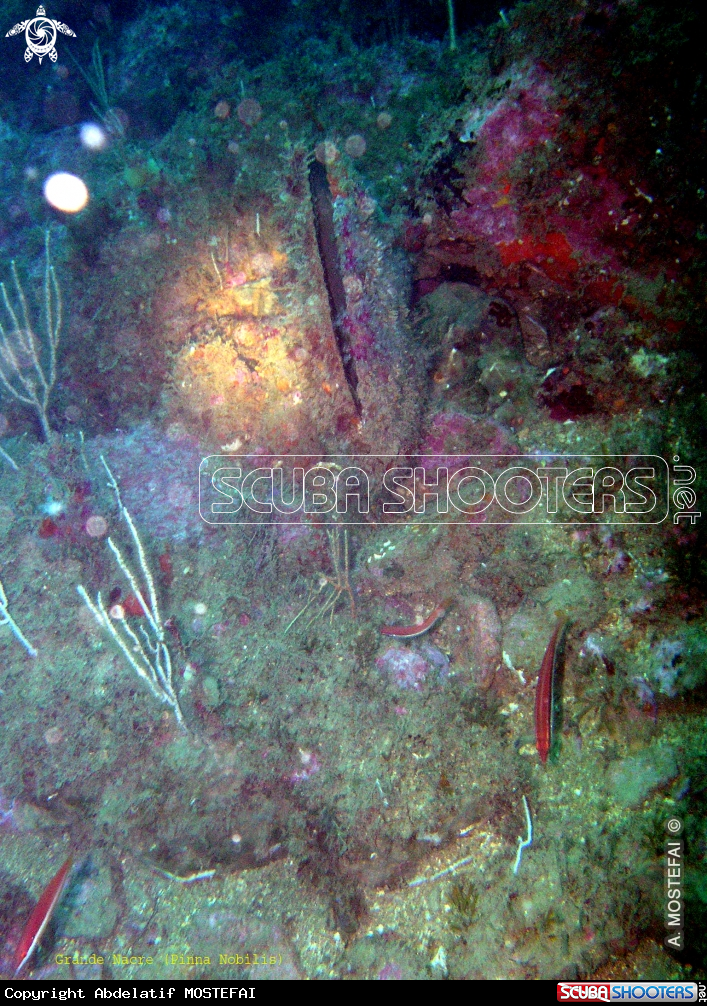 A underwater creature