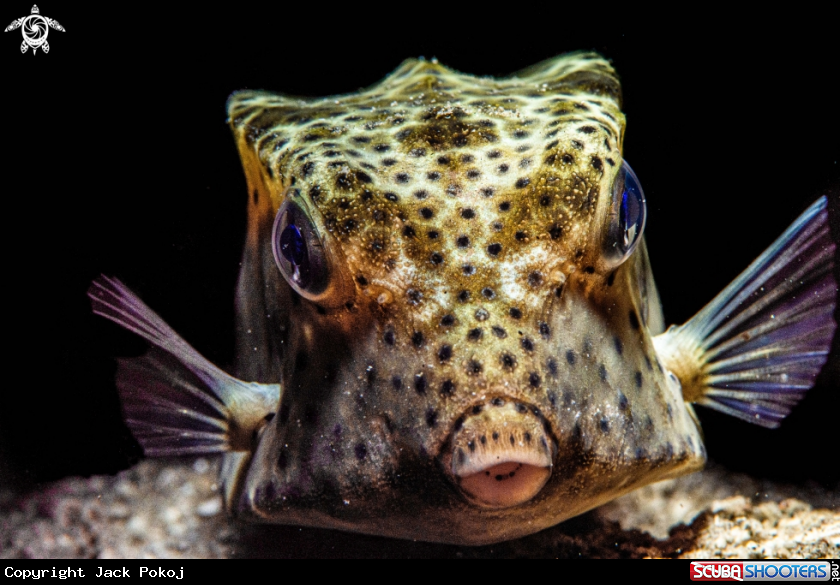 A Box fish