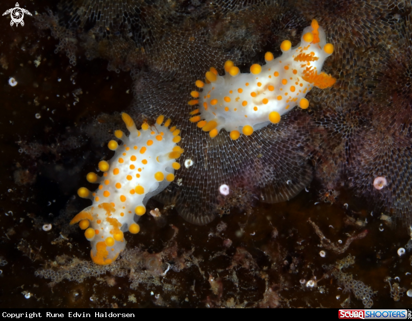 A Limacia Clavigera