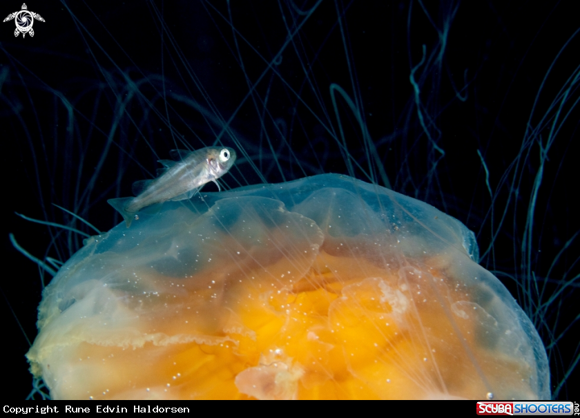 A Whitting 