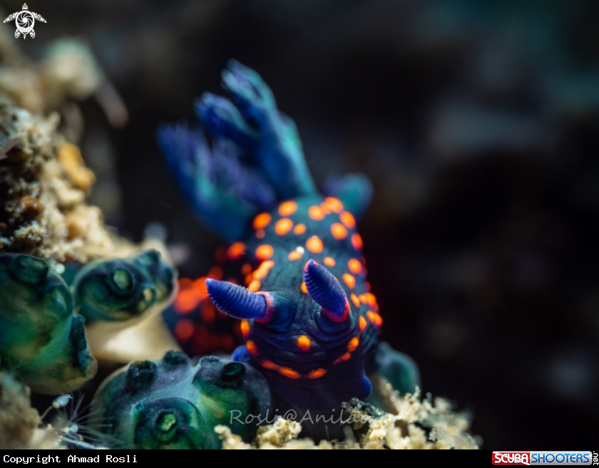A Nudibranch