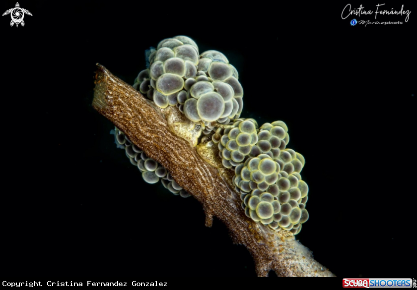 A Nudibranch
