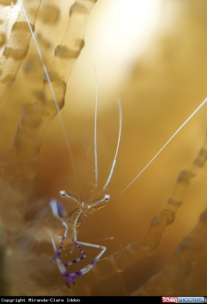 A Peterson Cleaner Shrimp