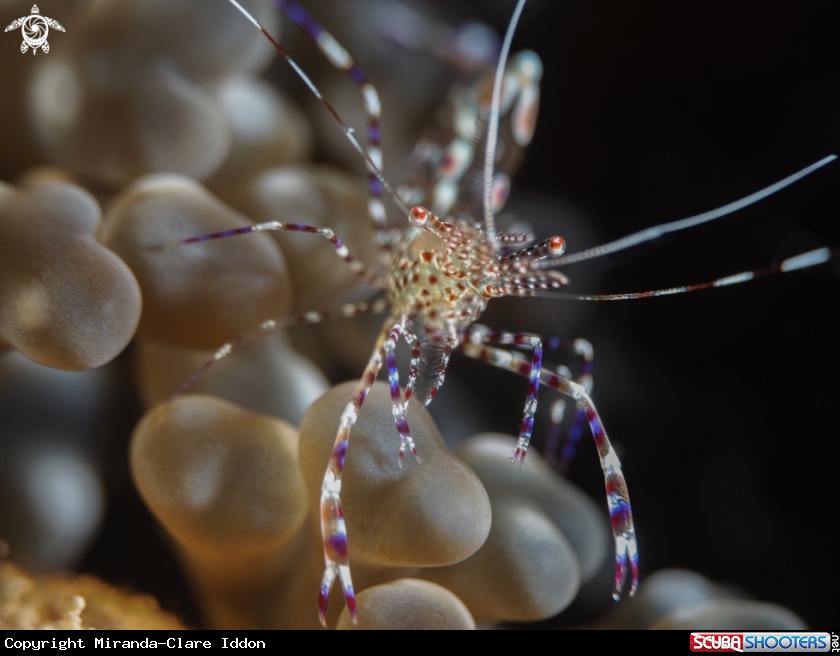 A Spotted Cleaner Shrimp