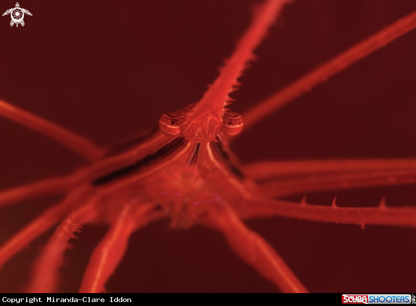 A Arrow Crab