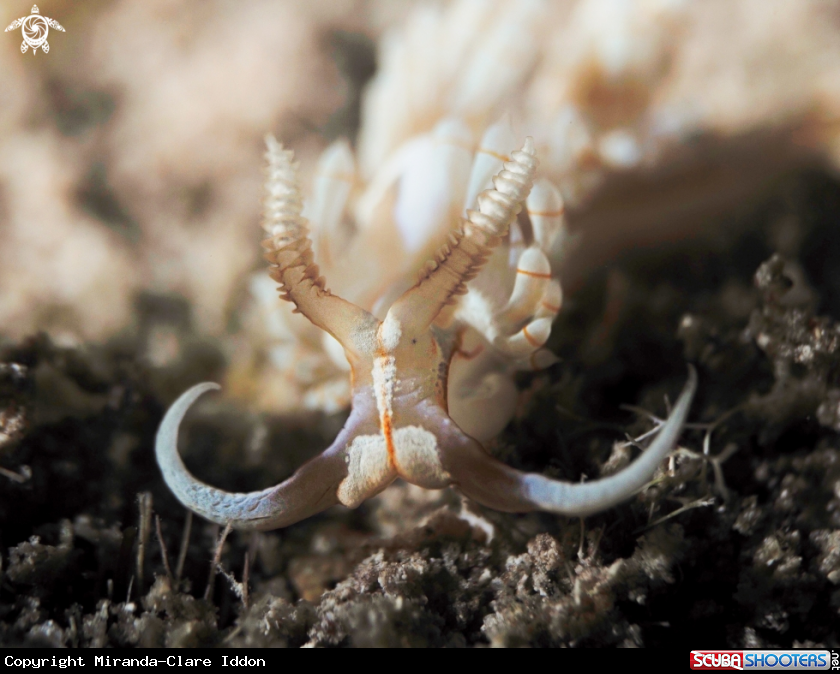 A Nudibranch