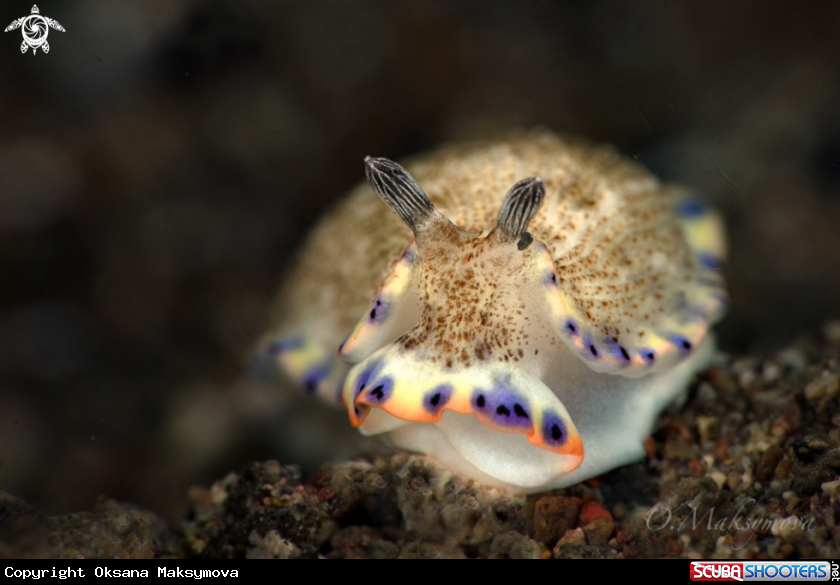 A Nudibranch  Dermatobranchus caeruleomaculatus  