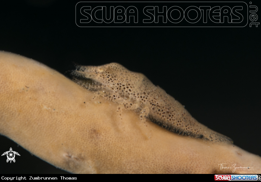 A Cryptic Sponge Shrimp