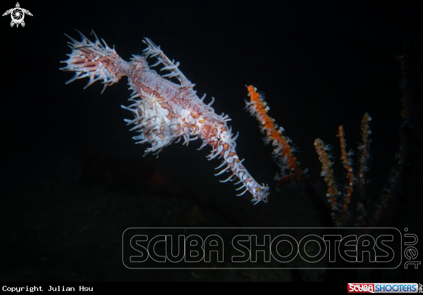 A Ornate ghost pipefish