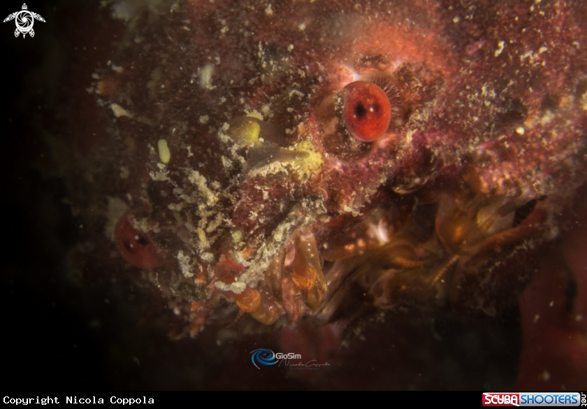 A crab eyes
