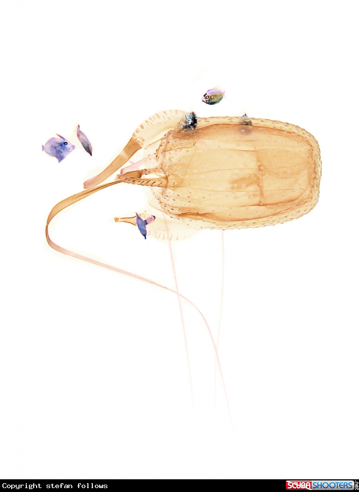 A Box Jellyfish