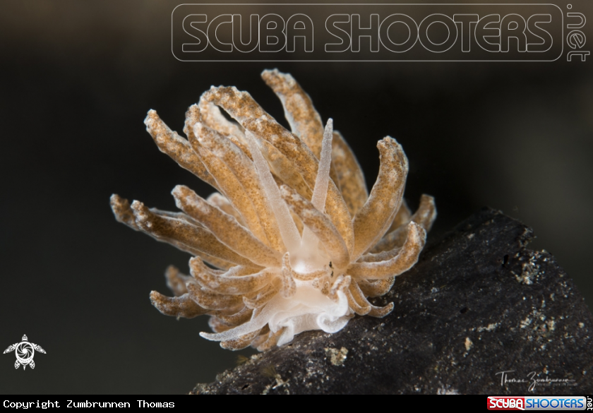 A Nudibranch 