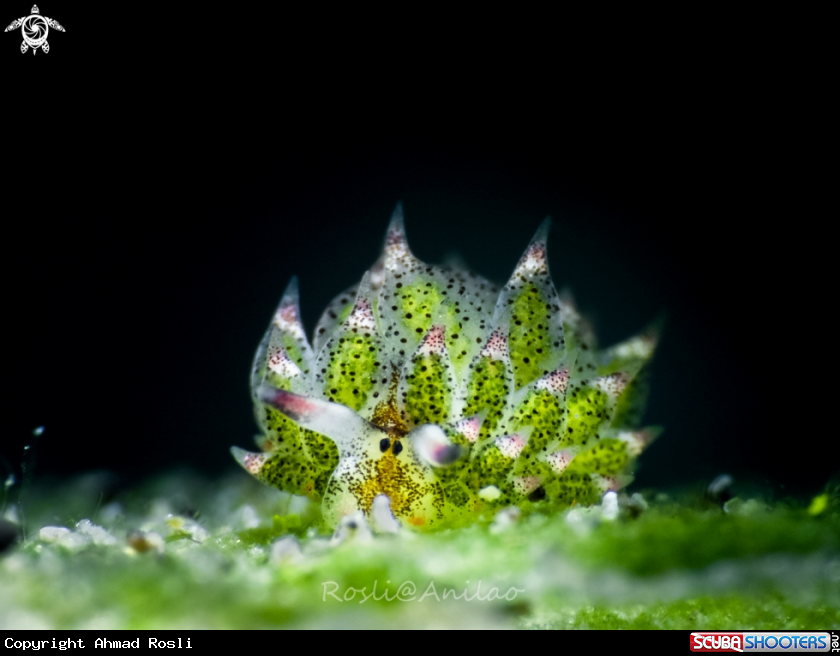 A Costasiella kuroshimae 