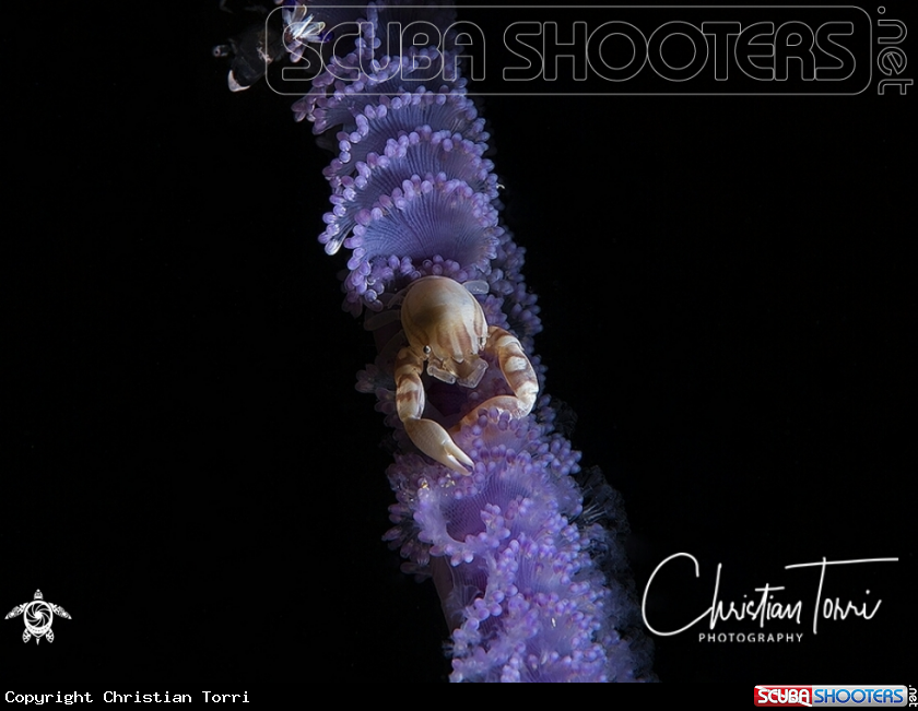 A Soft coral porcelain crab