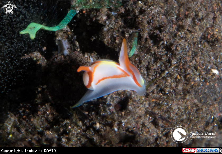 A Batwing Slug
