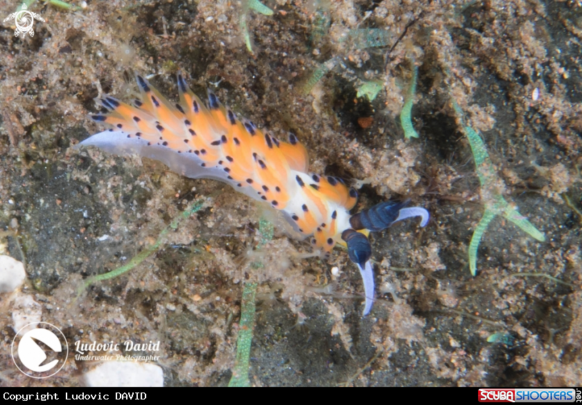 A Ringed Favorinus