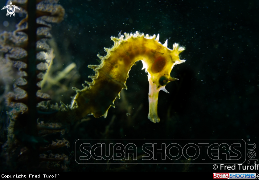 A Thorny Seahorse