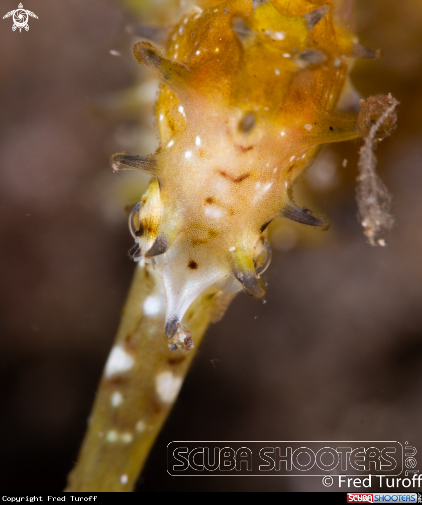 A Thorny Seahorse