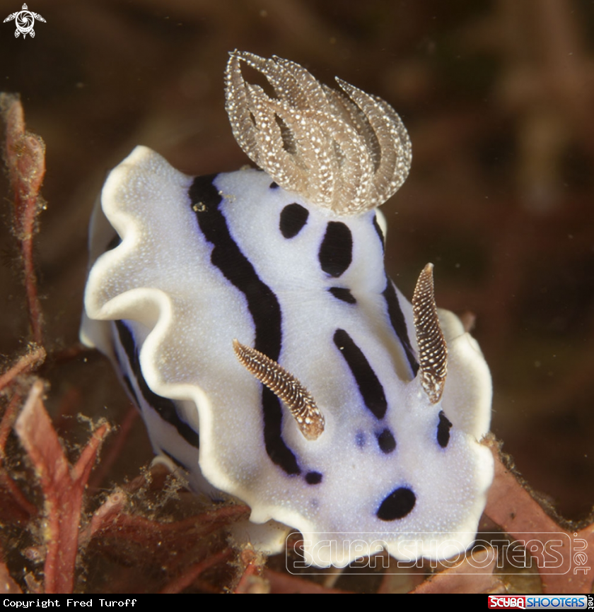 A Diana's Chromodoris
