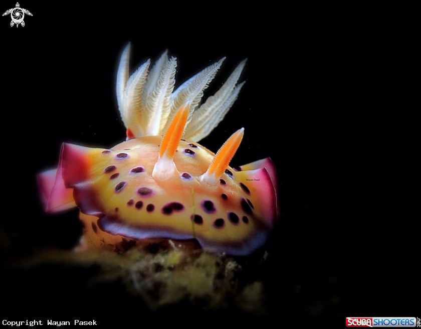 A Goniobranchus