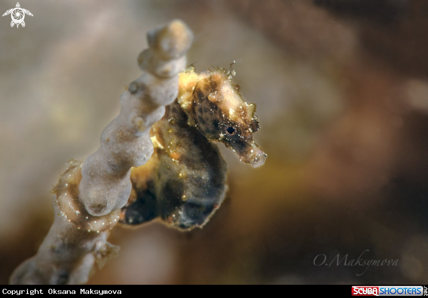 A Pontoh's pygmy seahorse (Hippocampus pontohi) 