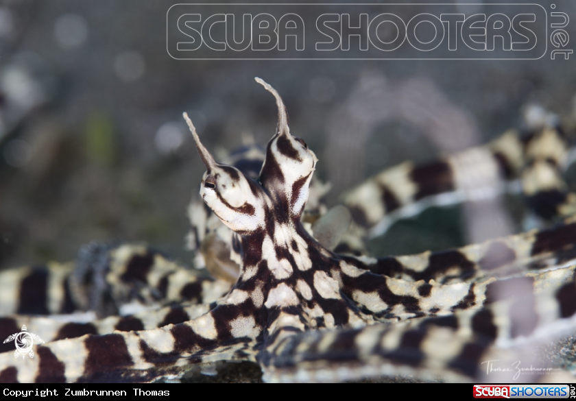 A Mimic Octopus 