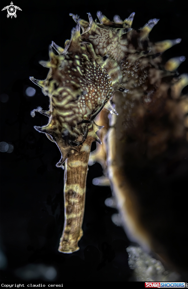 A hippocampus Histryx