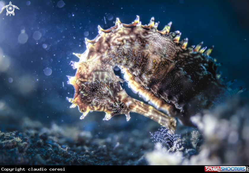 A porcupine seahorse