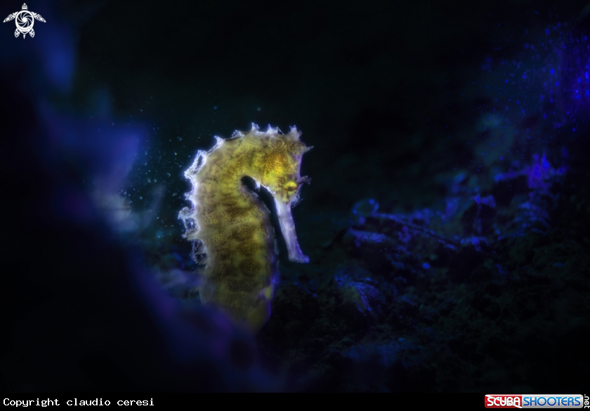A porcupine seahorse