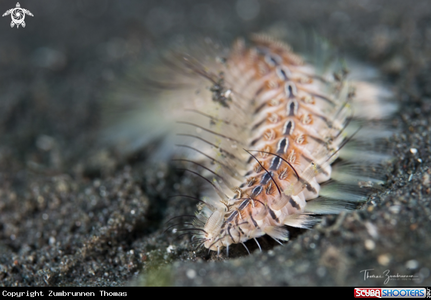 A Fireworm 