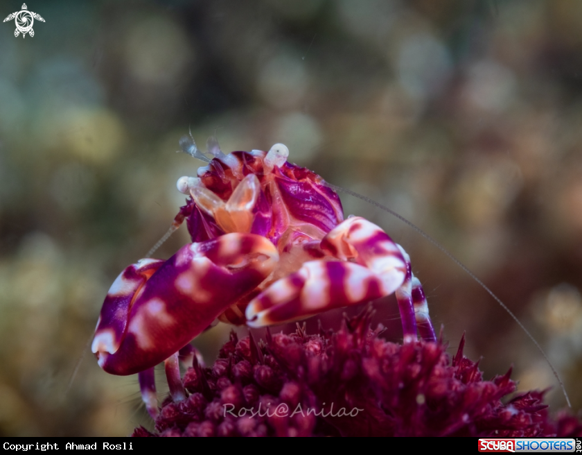 A Soft coral porcelain crab
