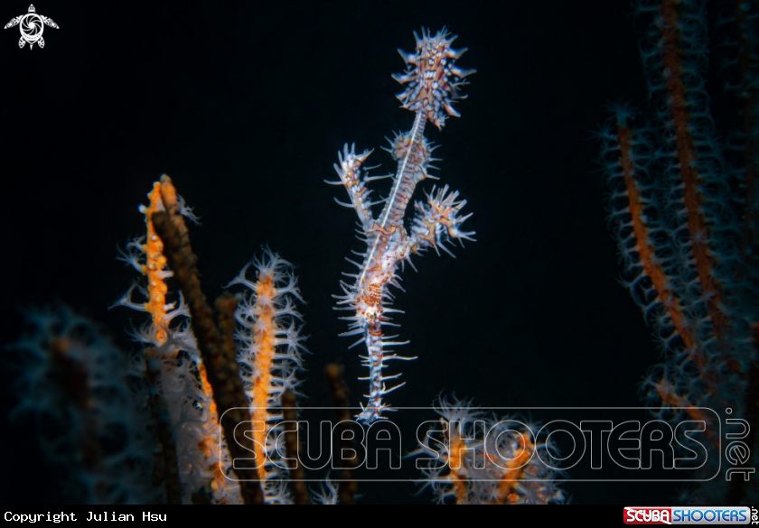 A Ornate ghost pipefish
