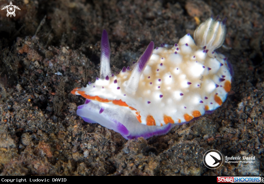 A Bumpy Mexichromis Nudibranch