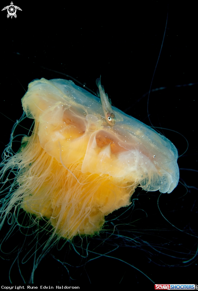 A Lions mane jelly & whitting