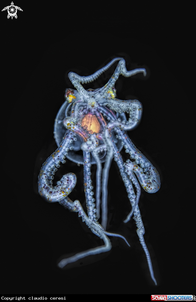 A wunderpus