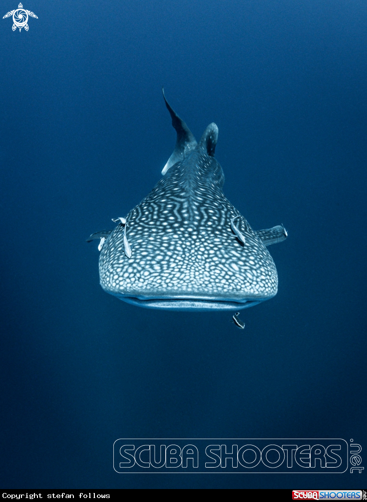 A Whale Shark