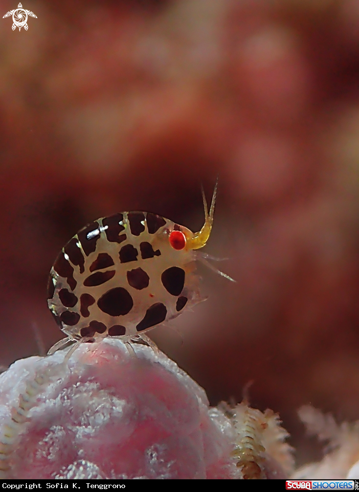 A Lady bug
