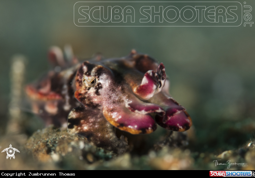 A Flamboyant Cuttlefish 