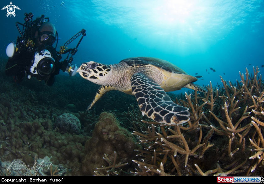 A Hawksbill