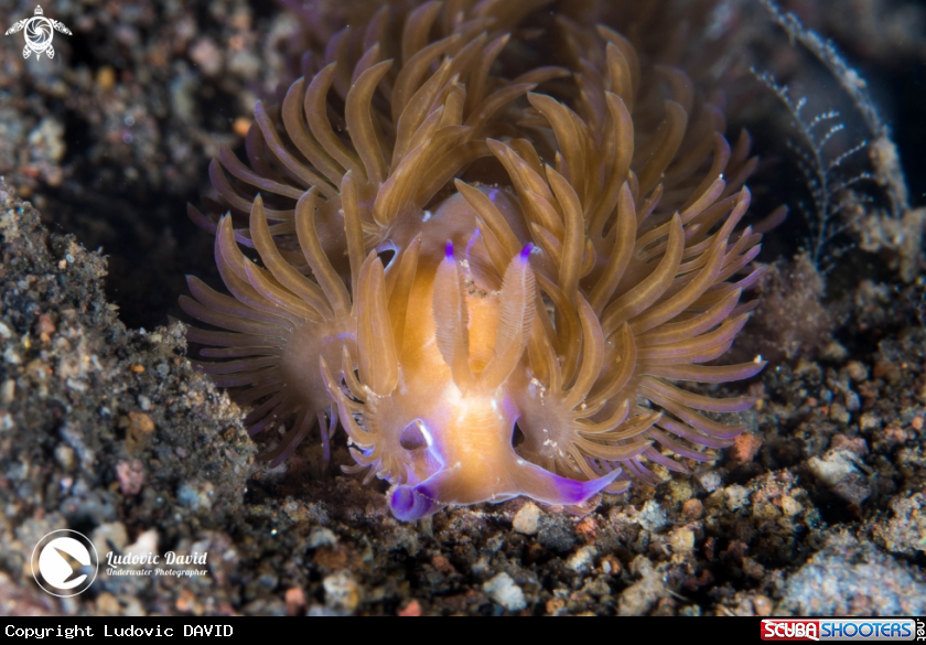 A Blue Dragon Nudibranch