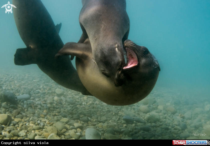 A California Sea Lion
