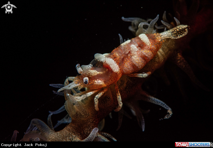 A Whip coral shrimp