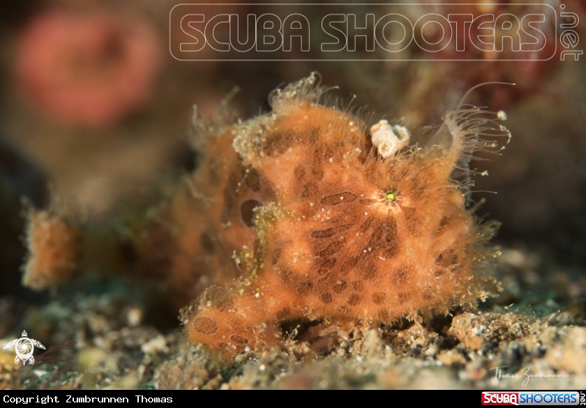 A Hairy Frogfish
