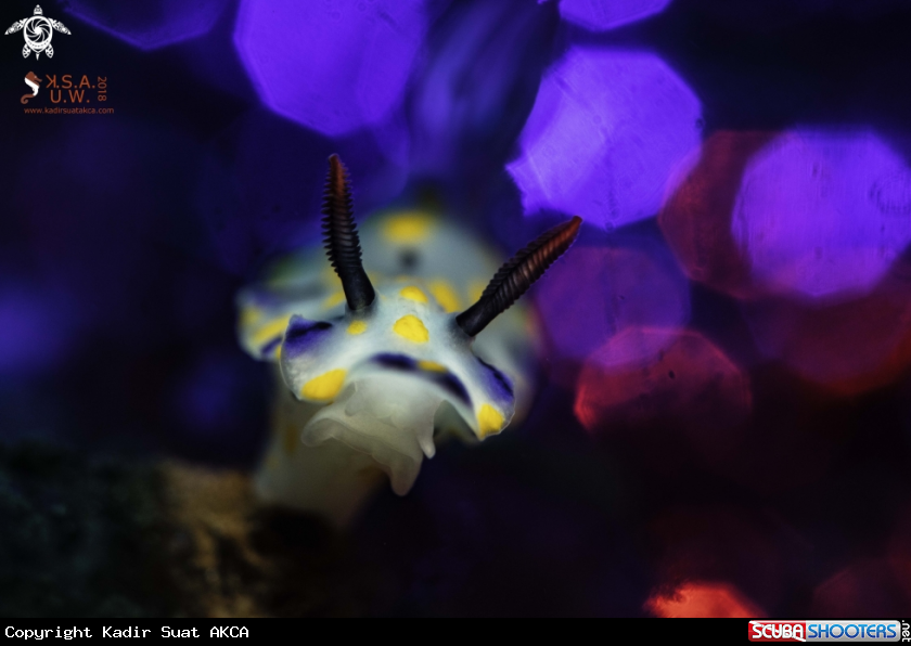 A NUDIBRANCH