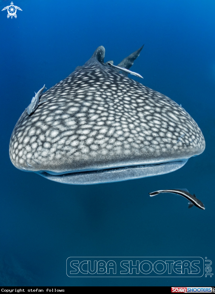 A Whale Shark