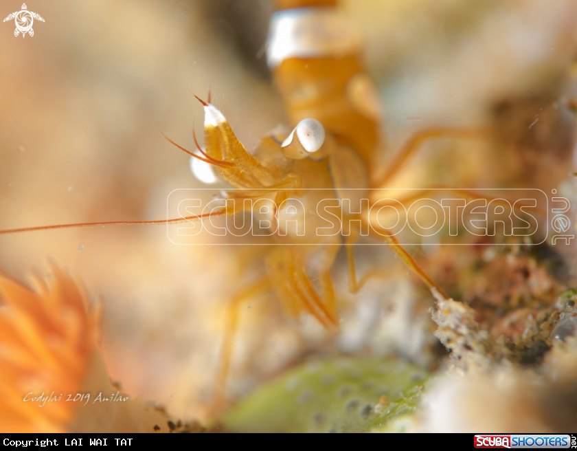 A sexy shrimp