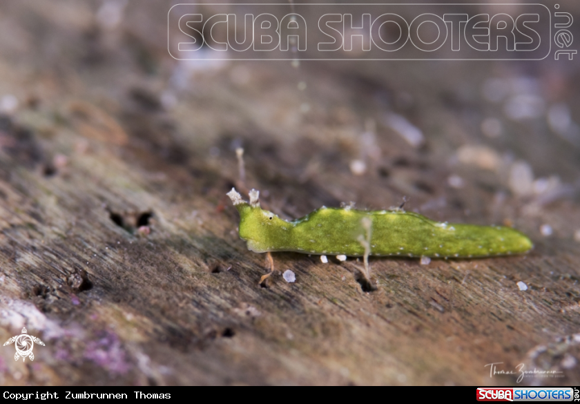 A Nudibranch 