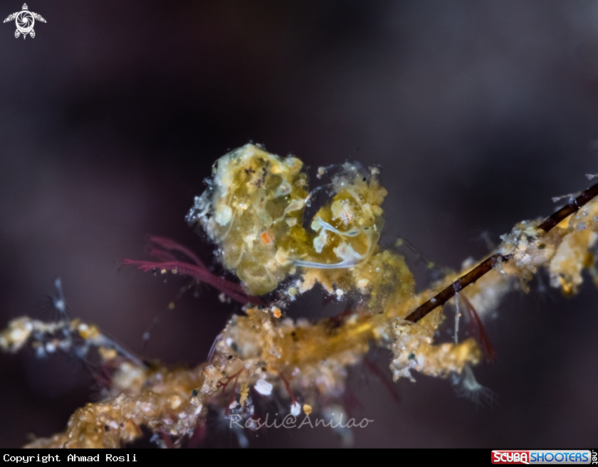 A Banded hairy shrimp